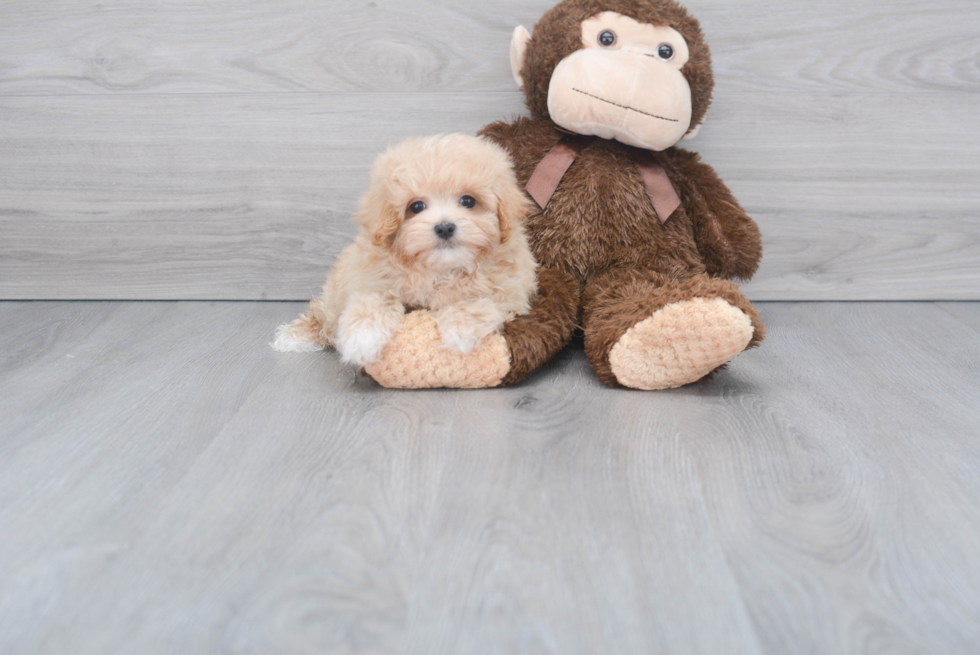 Maltipoo Pup Being Cute