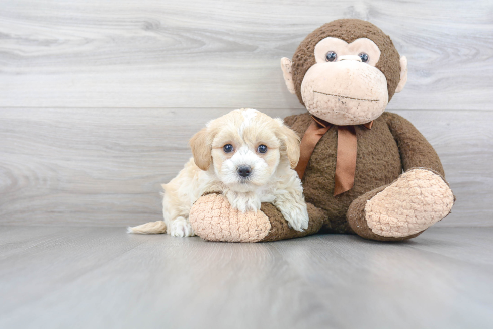 Maltipoo Pup Being Cute