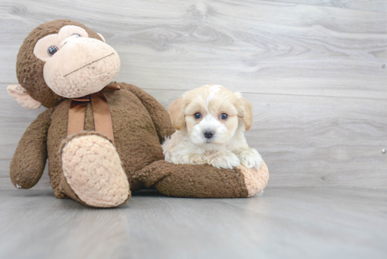 Maltipoo Pup Being Cute