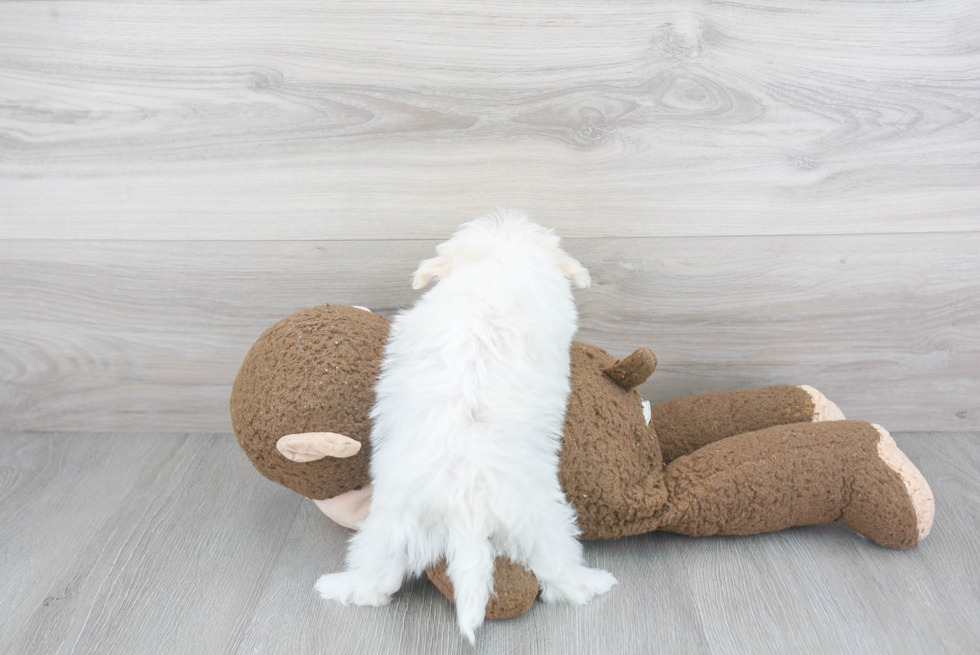 Best Maltipoo Baby