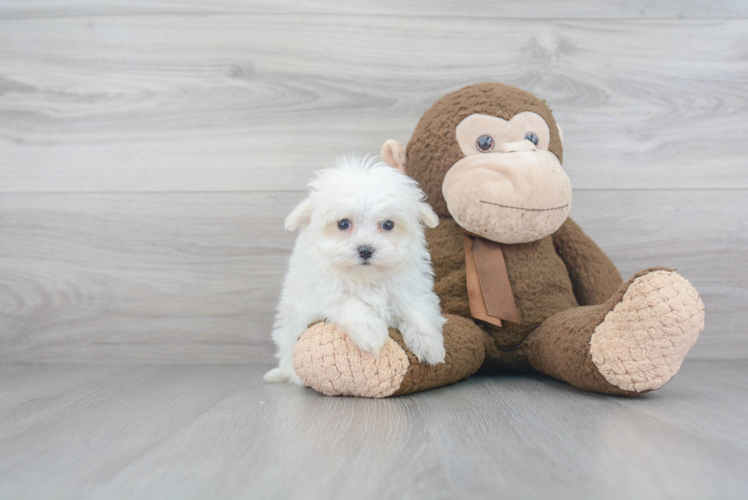 Maltipoo Puppy for Adoption