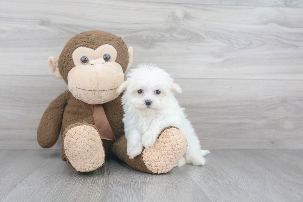 Friendly Maltipoo Baby