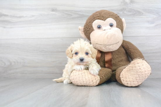 Funny Maltipoo Poodle Mix Pup