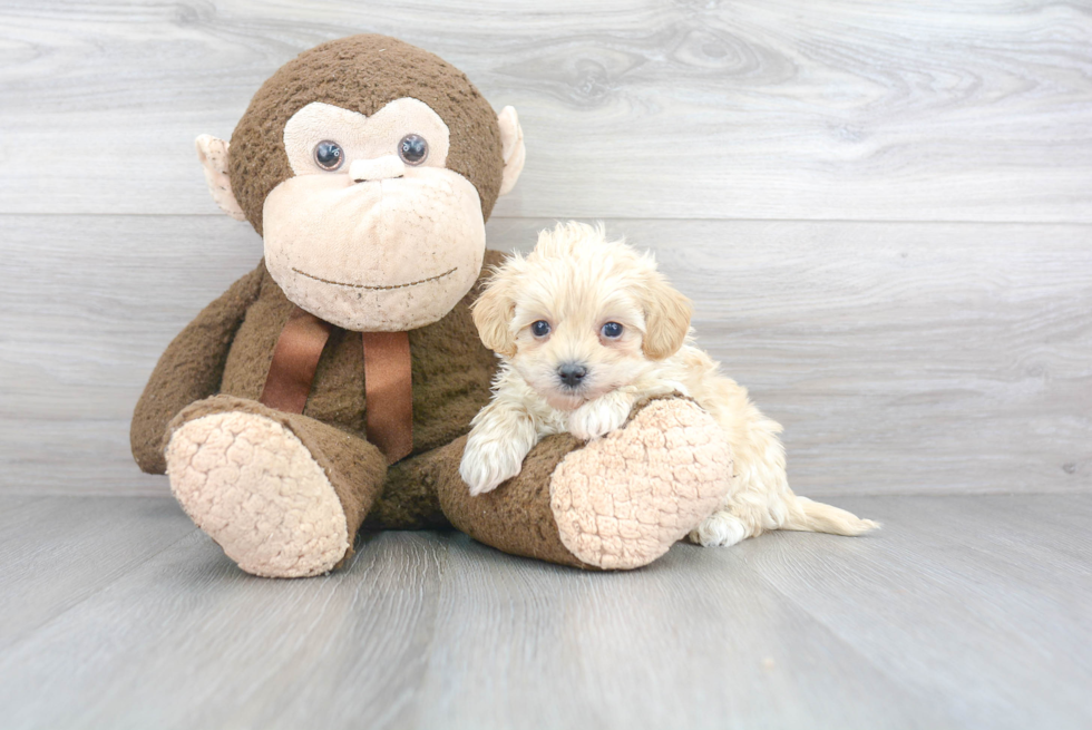 Friendly Maltipoo Baby