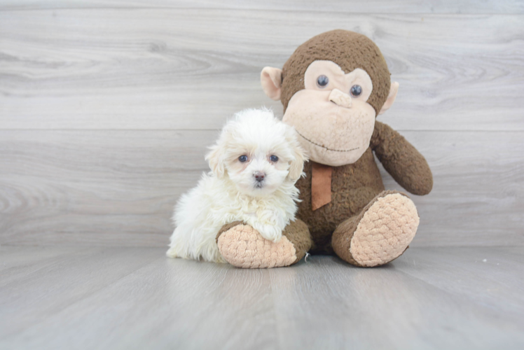 Maltipoo Puppy for Adoption