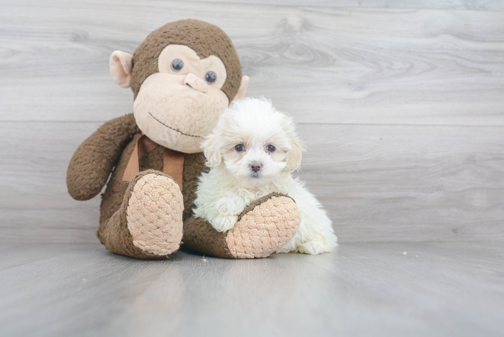 Petite Maltipoo Poodle Mix Pup