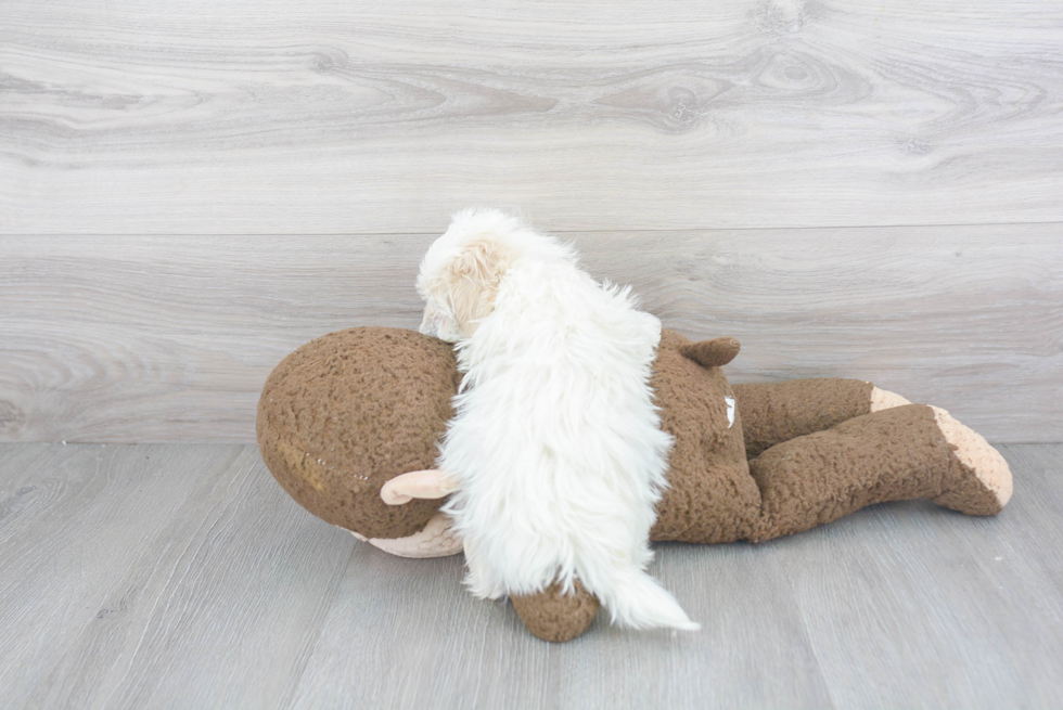 Adorable Maltepoo Poodle Mix Puppy