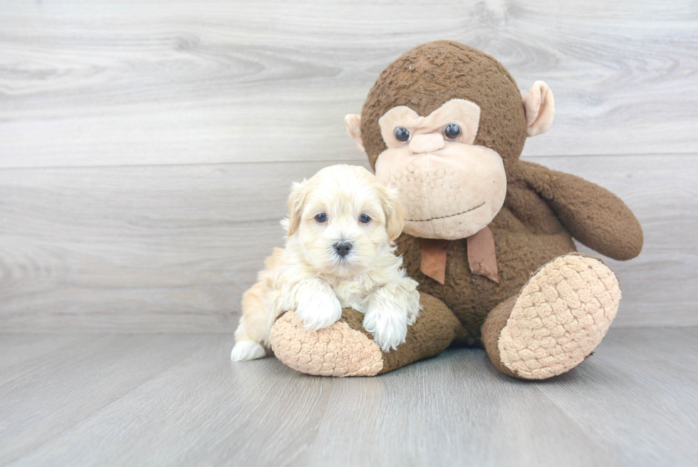 Best Maltipoo Baby