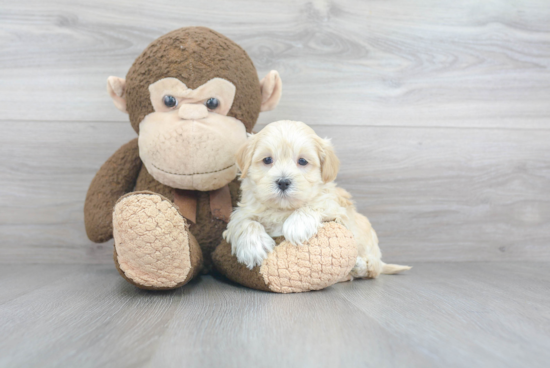 Best Maltipoo Baby