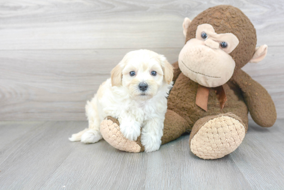 Playful Maltepoo Poodle Mix Puppy