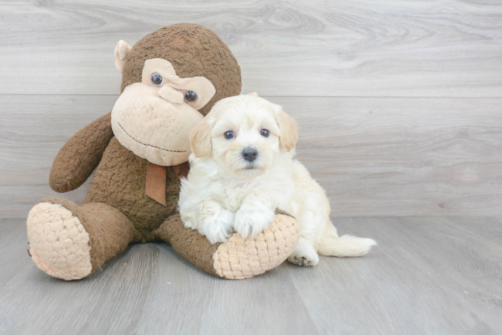 Maltipoo Puppy for Adoption