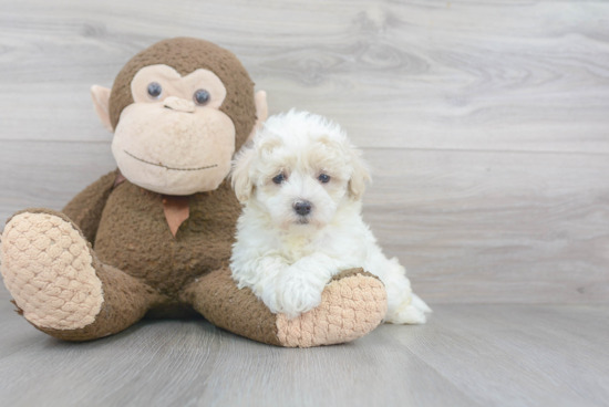 Smart Maltipoo Poodle Mix Pup