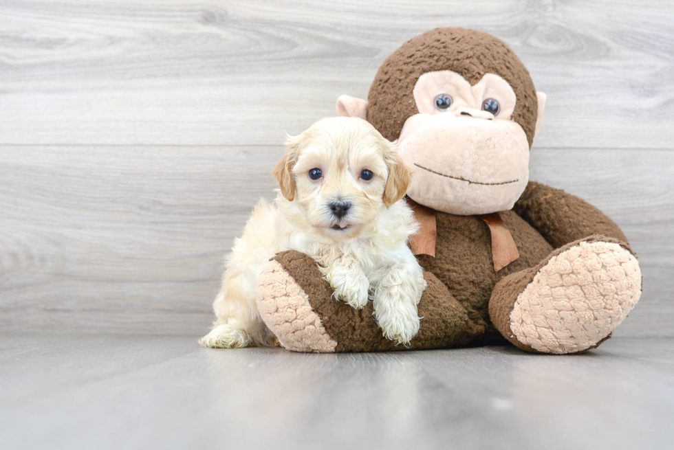 Petite Maltipoo Poodle Mix Pup