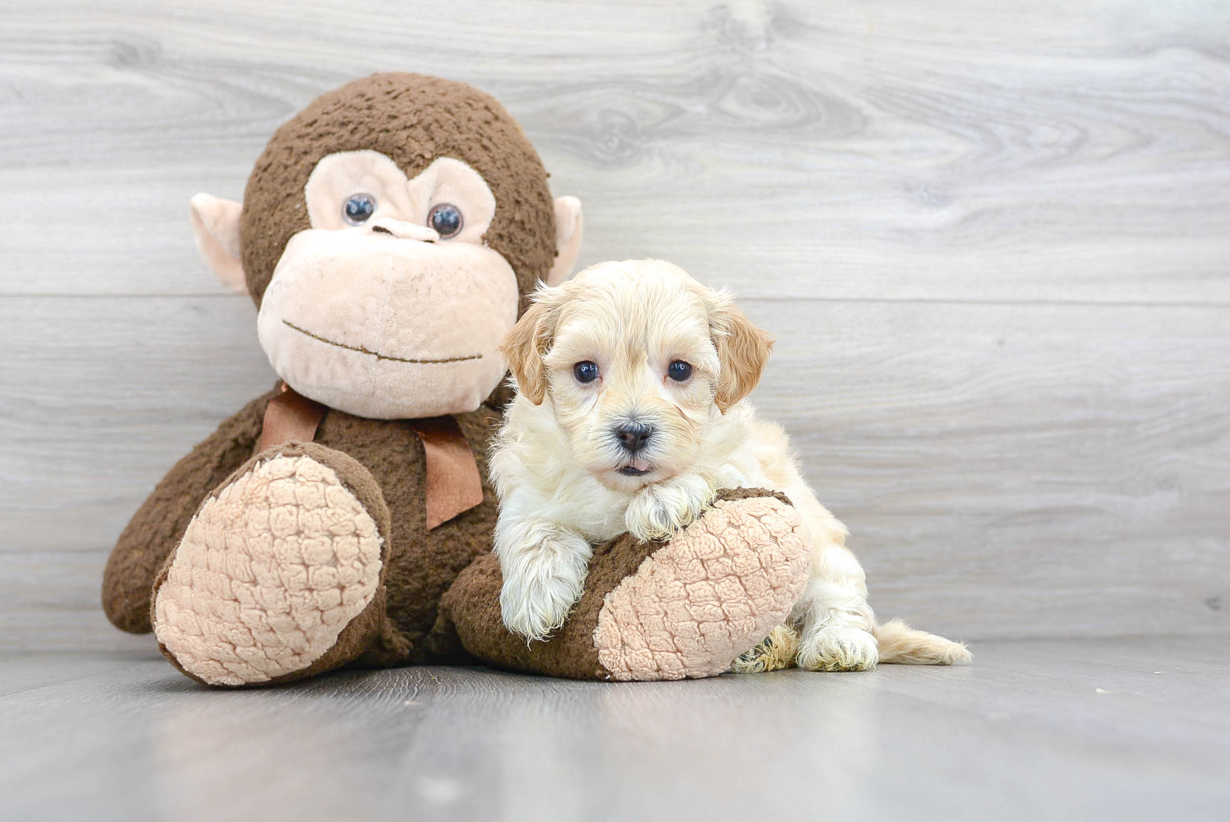 Best Maltipoo Baby