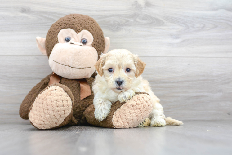 Best Maltipoo Baby