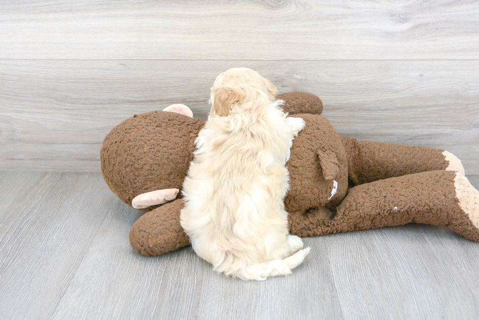 Cute Maltipoo Baby