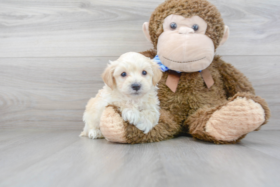 Cute Maltipoo Baby