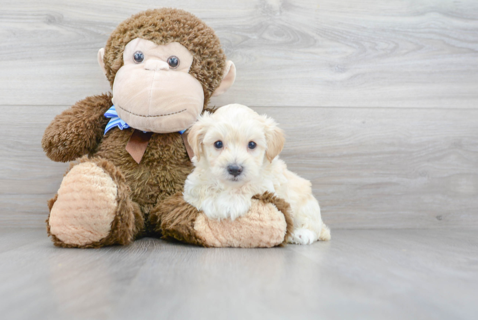 Maltipoo Puppy for Adoption