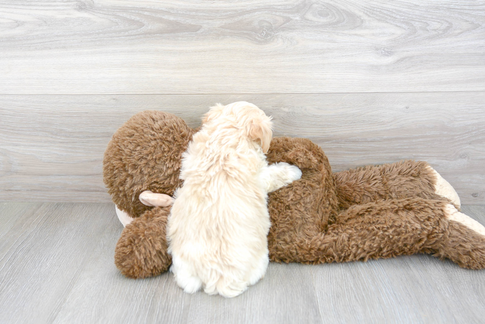 Smart Maltipoo Poodle Mix Pup