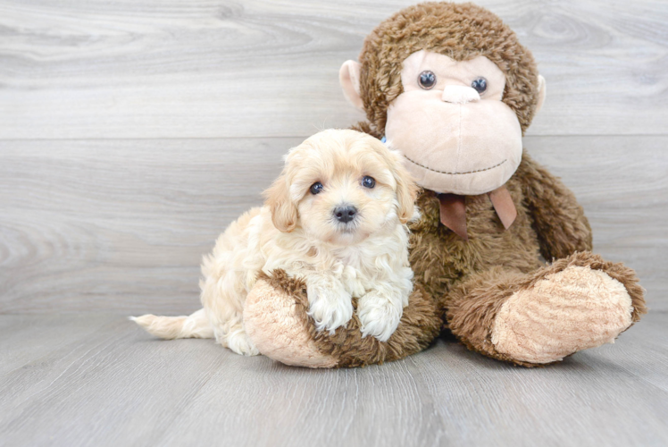 Hypoallergenic Maltese Poodle Poodle Mix Puppy