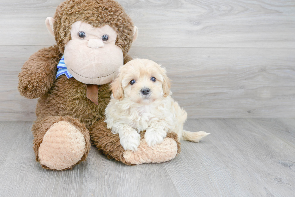 Funny Maltipoo Poodle Mix Pup