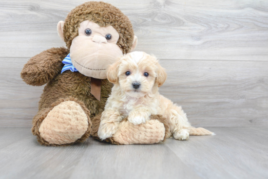 Adorable Maltese Poodle Poodle Mix Puppy