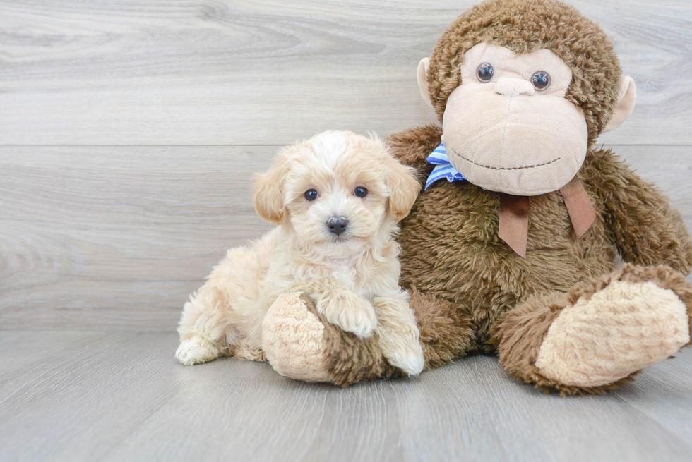 Maltipoo Pup Being Cute