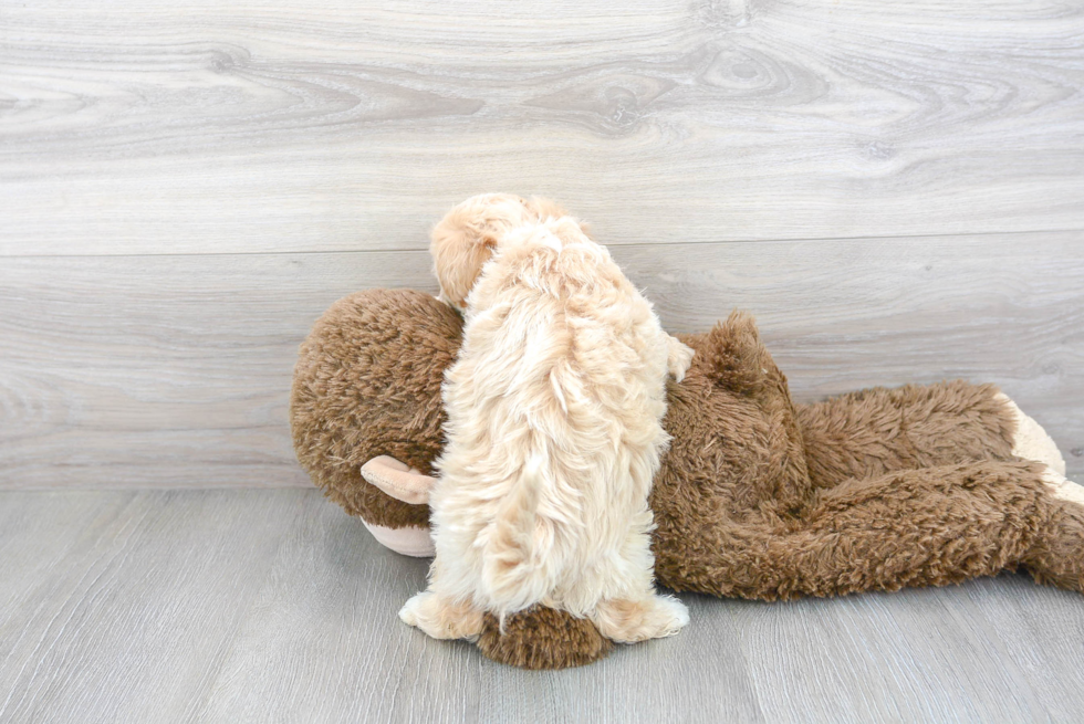 Maltipoo Pup Being Cute