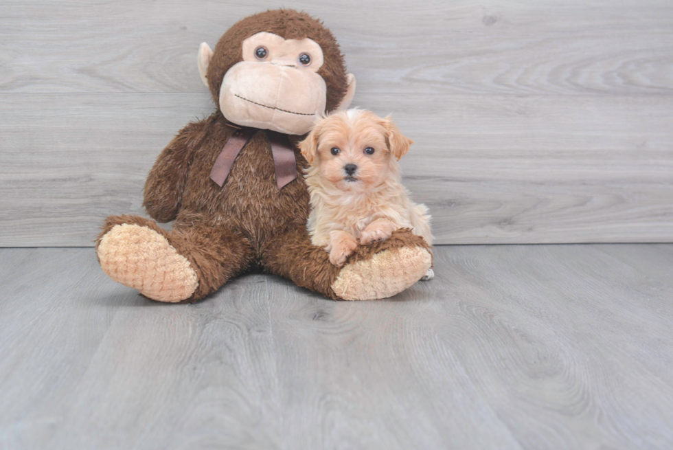 Maltipoo Pup Being Cute