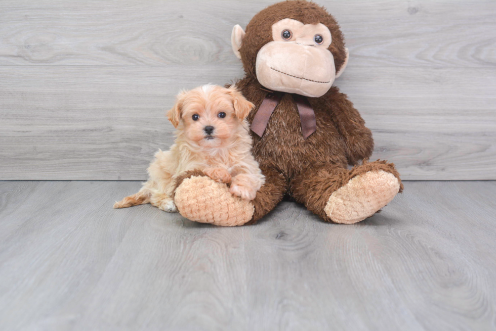 Playful Maltese Poodle Poodle Mix Puppy