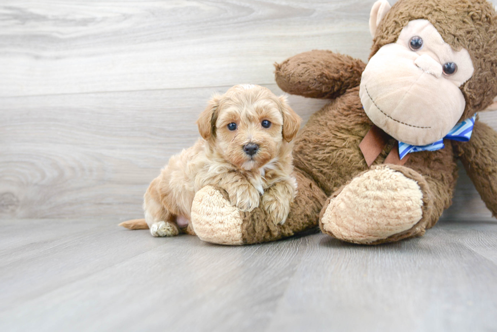 Sweet Maltipoo Baby