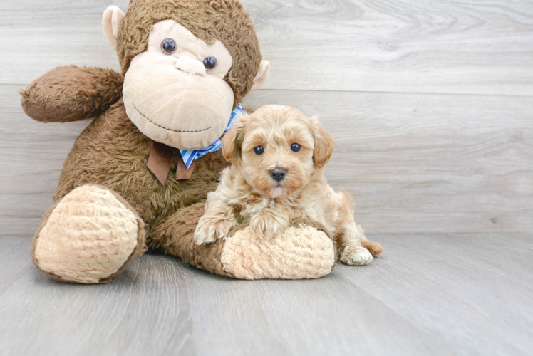 Maltipoo Pup Being Cute