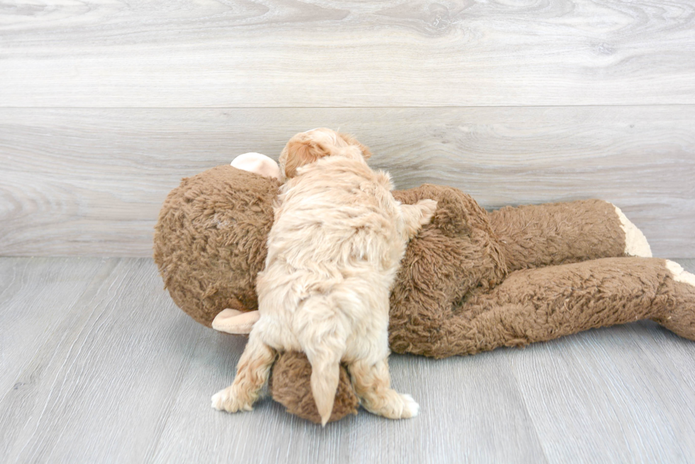 Playful Maltepoo Poodle Mix Puppy