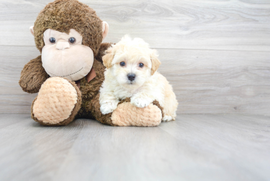 Maltipoo Pup Being Cute