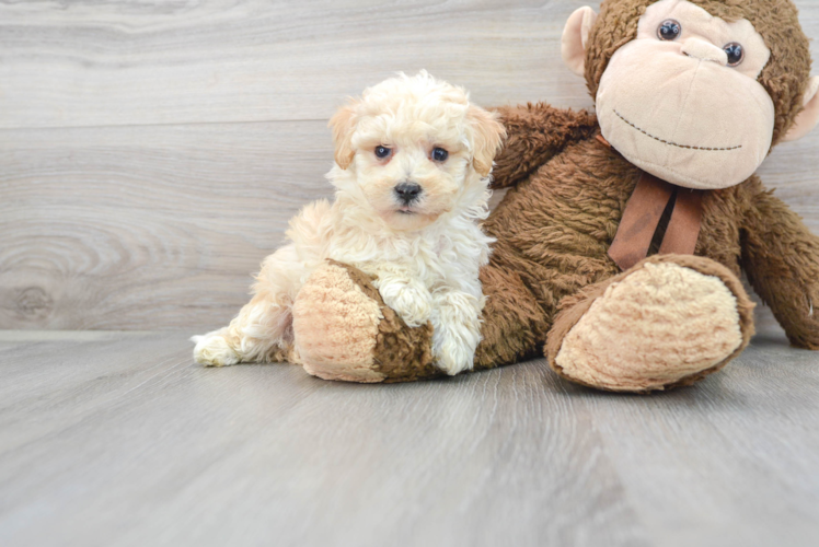 Cute Maltepoo Poodle Mix Puppy