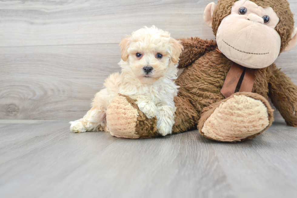Cute Maltepoo Poodle Mix Puppy