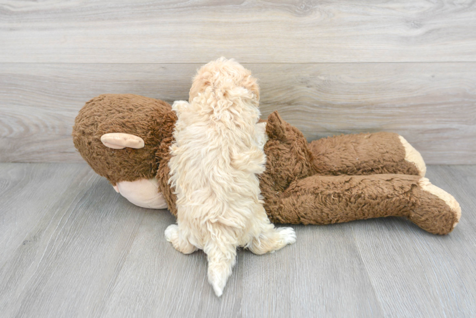 Cute Maltipoo Poodle Mix Pup