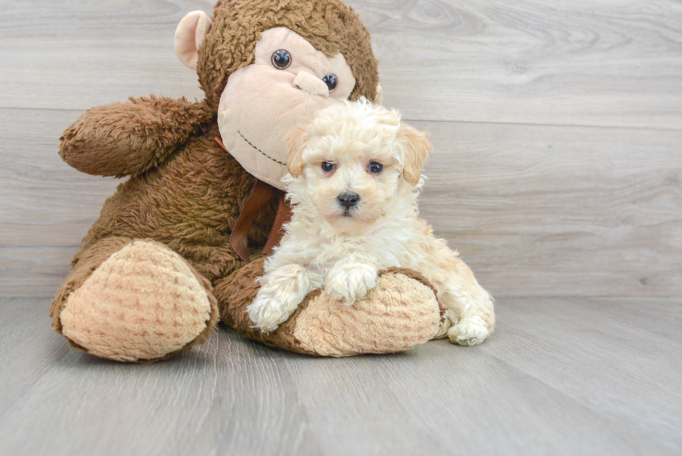 Cute Maltipoo Poodle Mix Pup