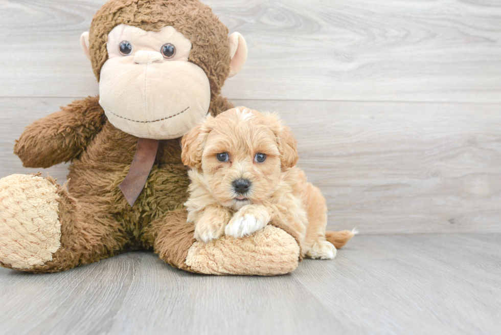 Adorable Maltese Poodle Poodle Mix Puppy