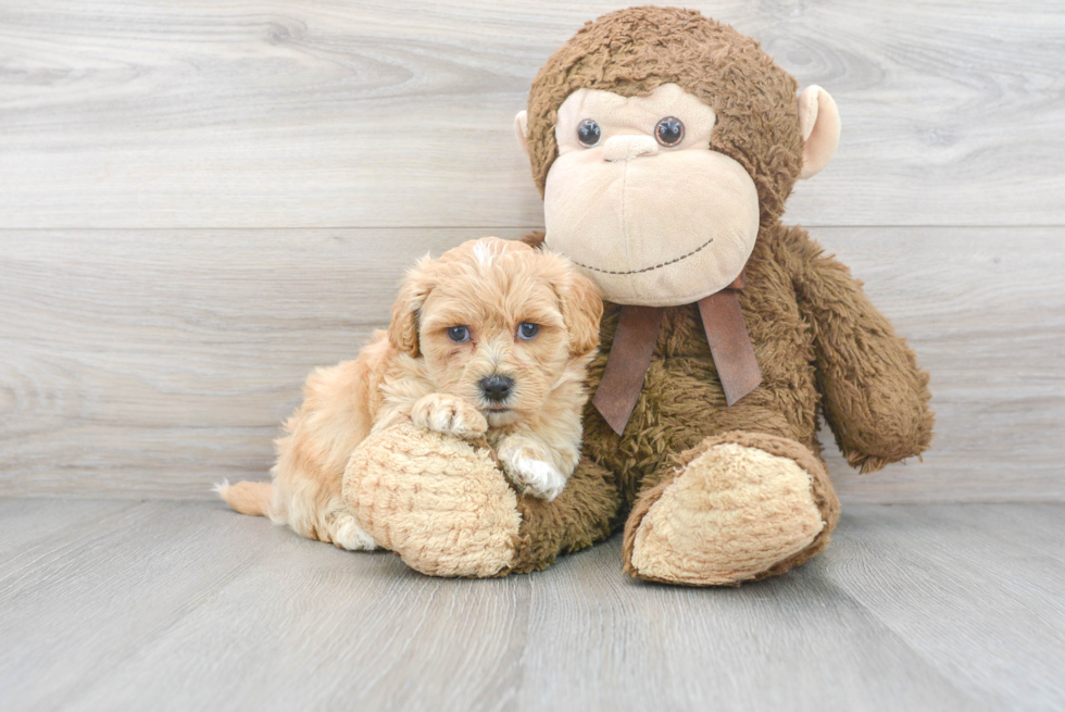 Energetic Maltepoo Poodle Mix Puppy