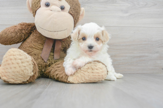 Funny Maltipoo Poodle Mix Pup