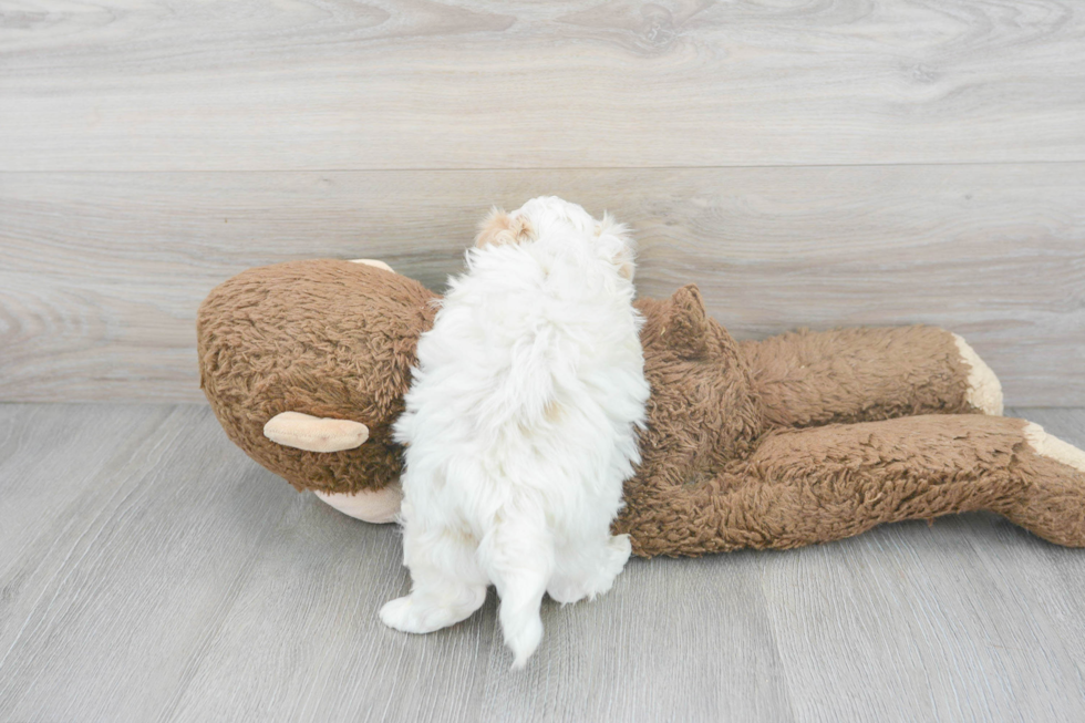 Maltipoo Pup Being Cute