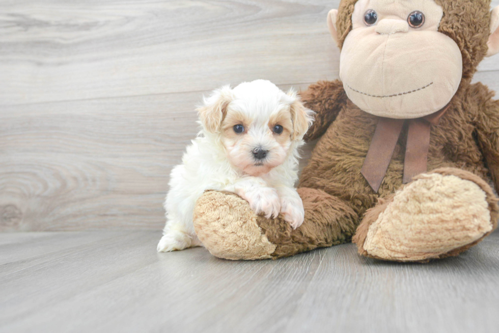 Maltipoo Puppy for Adoption