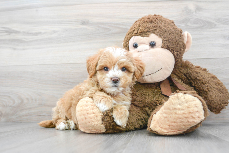 Playful Maltepoo Poodle Mix Puppy