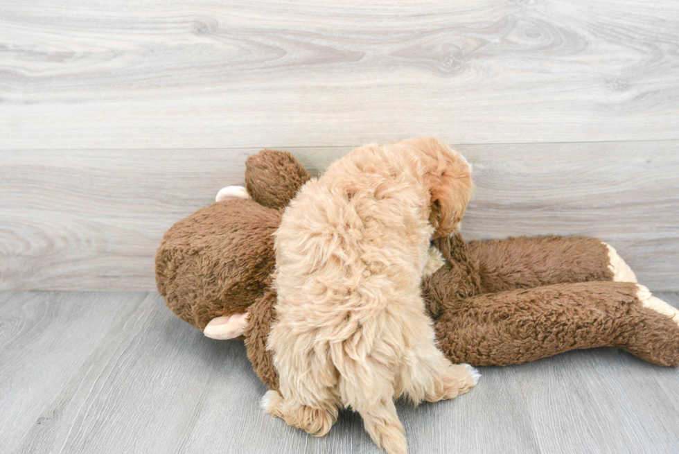 Maltipoo Pup Being Cute