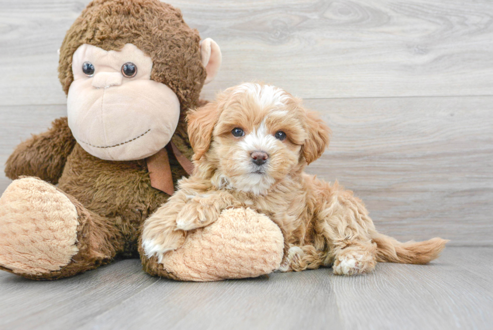 Maltipoo Puppy for Adoption