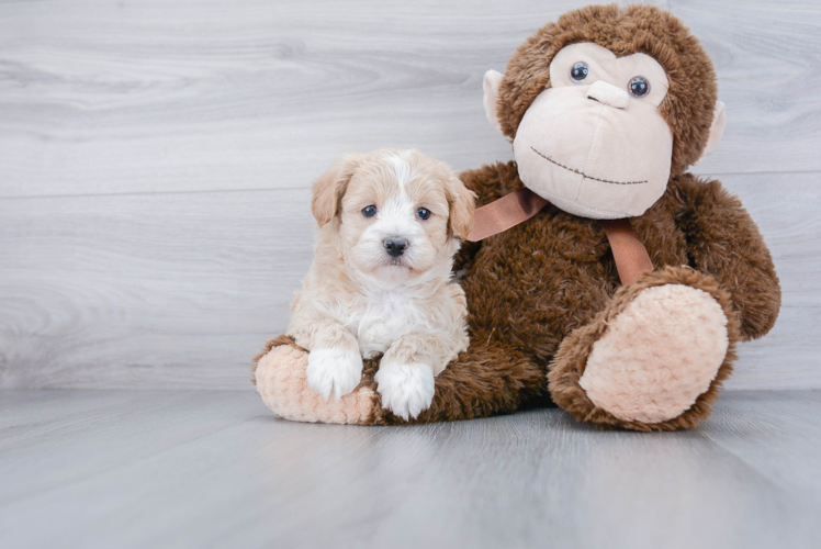 Maltipoo Pup Being Cute