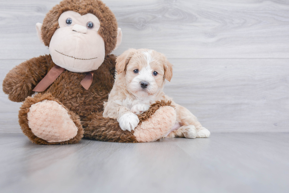 Cute Maltipoo Baby