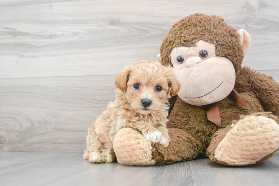 Maltipoo Pup Being Cute