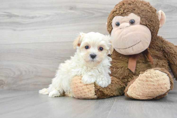 Maltipoo Puppy for Adoption